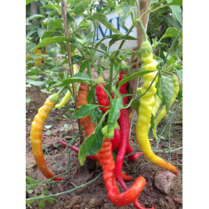Aji Civri sementes - comprar online