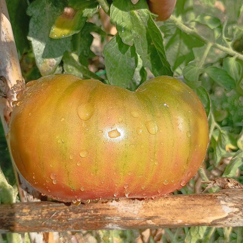 Tomate Ananas Negro Samen kaufen