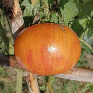 Tomate Copia semințe - cumpără online