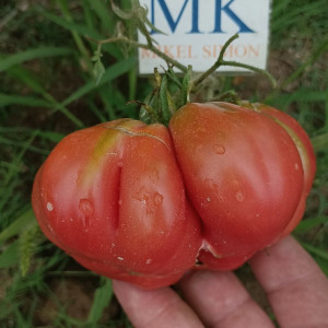 Tomate Tiacolula Rose frön - köp online