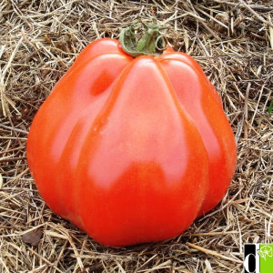 Tomate Liguria seemned - osta veebist
