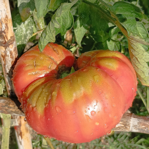 Tomate Gordo De Pantano, 10 semillas - comprar semillas de tomate