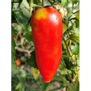 Tomate Jersey Devil semena - nakup prek spleta