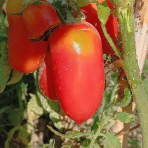 Tomate San Marzano semi - acquista online