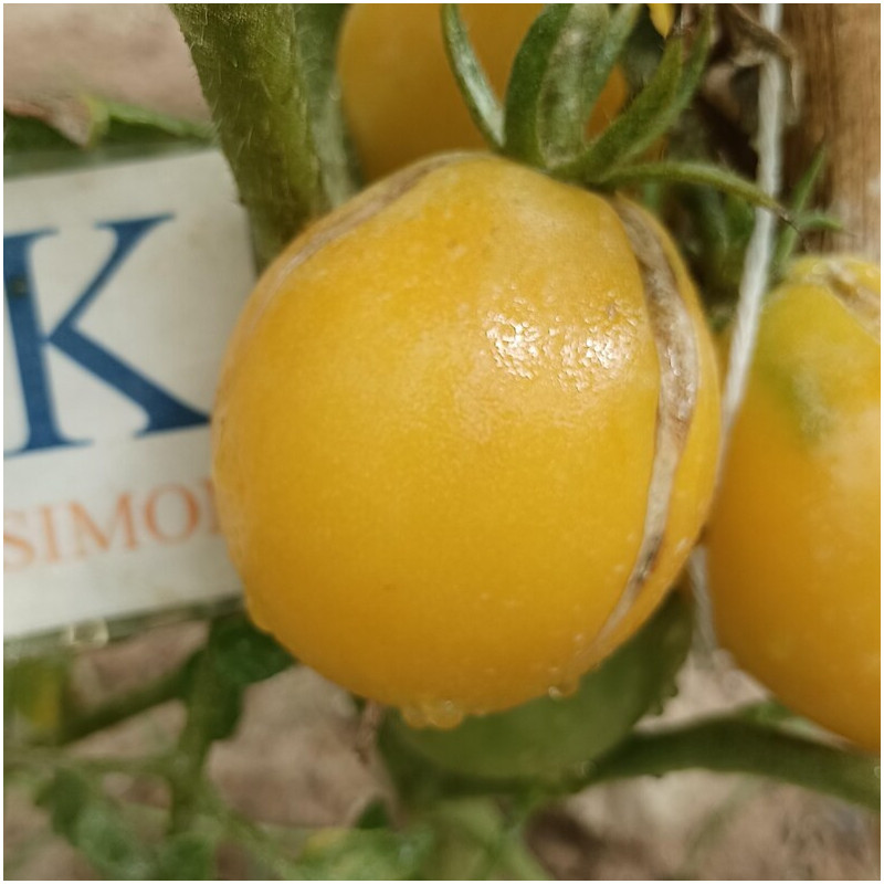 Tomate Pezon de Venus Amarillo vetőmag - vásárlás online