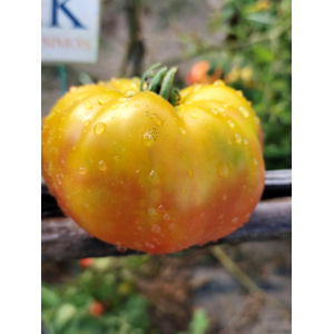 Tomate MR. Stripey seemned - osta veebist