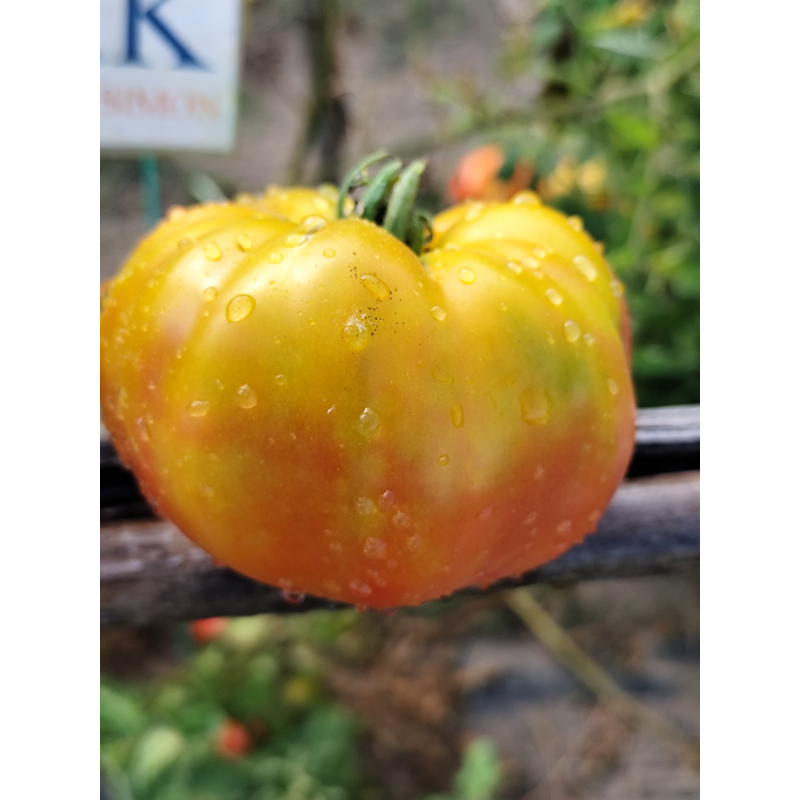 Tomate MR. Stripey sēklas - pirkt internetā