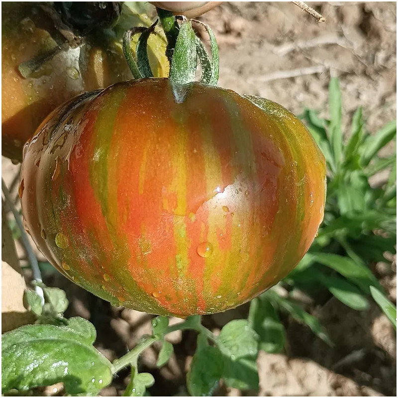 Tomate Vintage Wine sēklas - pirkt internetā
