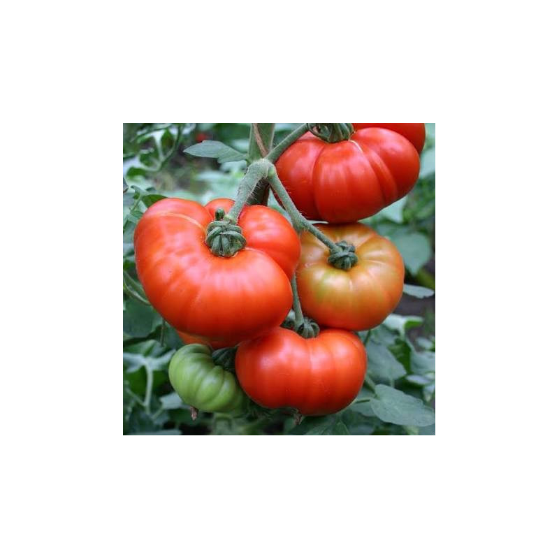 Tomate Marmande vetőmag - vásárlás online