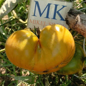 Tomate Ananas Green frön - köp online