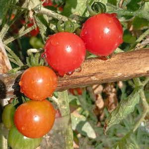 Tomate Sweet Baby semená - kúpiť online
