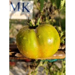 Tomate Ewergreen sementes - comprar online