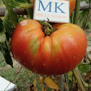 Tomate Rojo De Corsica zaden kopen