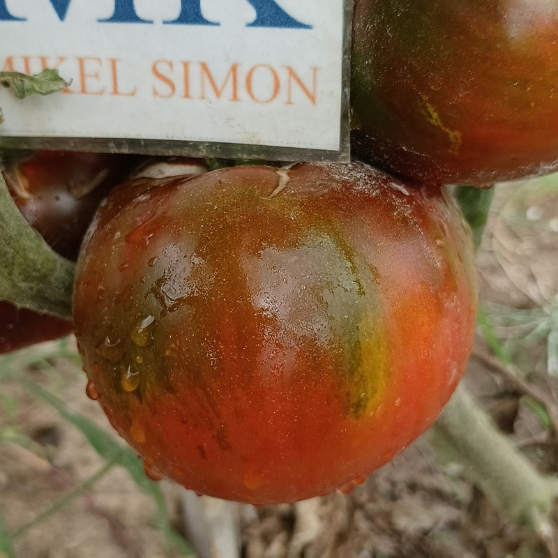 Tomate Paul Robeson sjemenke - kupnja