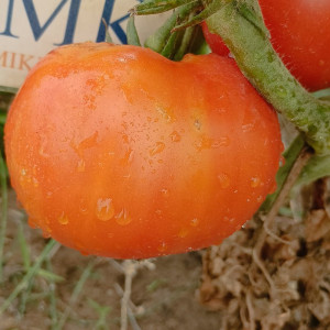 Tomate Ponderosa vetőmag - vásárlás online
