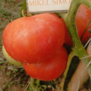 Acheter graines Tomate Glamour