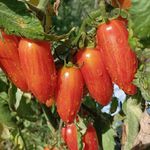 Tomate Sweet Casady sjemenke - kupnja