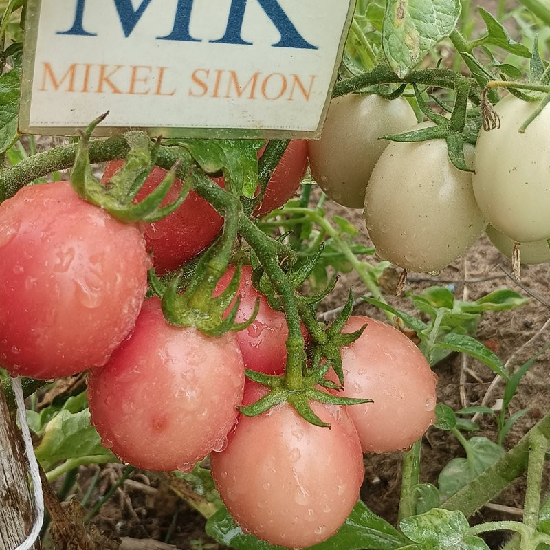Tomate Thai Pink Egg sementes - comprar online