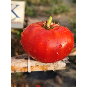 Tomate Russian semená - kúpiť online