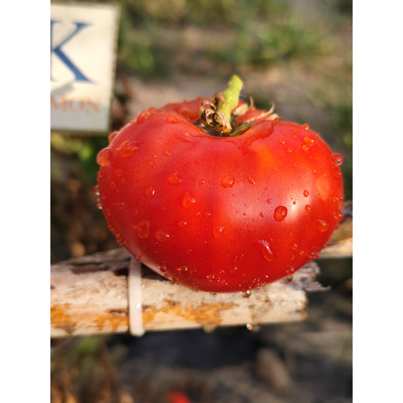 Tomate Russian — купить семена