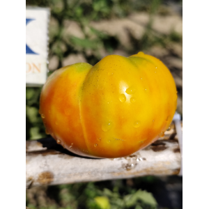 Tomate Great W. Beefstake, 10 semillas - comprar semillas de toma