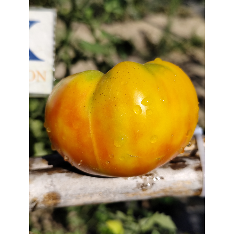 Tomate Great W. Beefstake frön - köp online