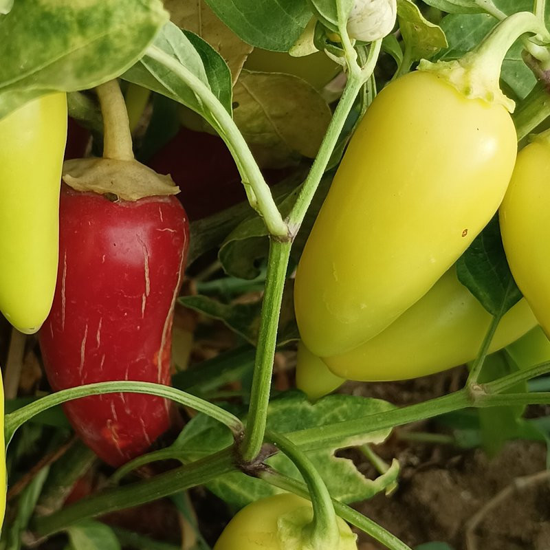 Jalapeño Numex Piñata seeds - buy online