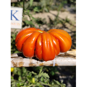 Tomate Coeur De Boeuf De Nice, 10 semillas - comprar semillas de
