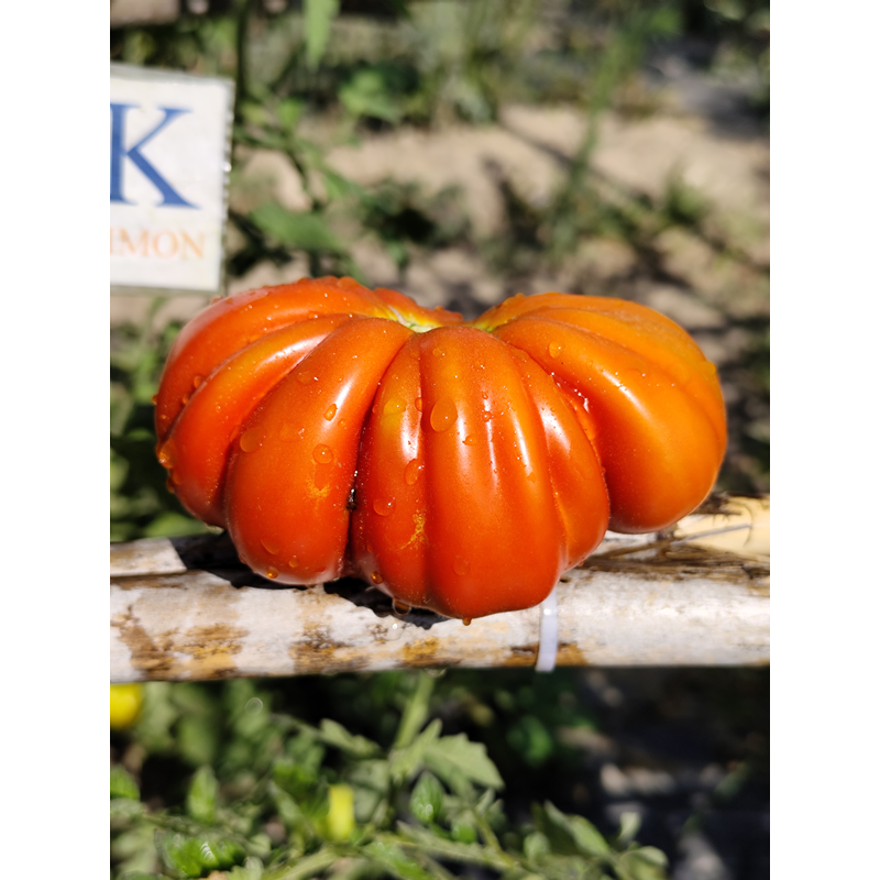 Tomate Coeur De Boeuf De Nice σπόροι - αγορά online