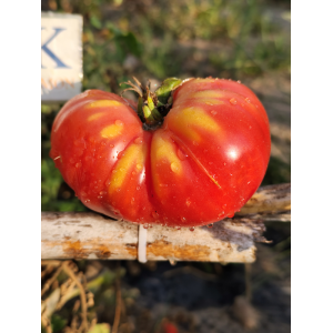 Tomate Hillbily seeds - buy online