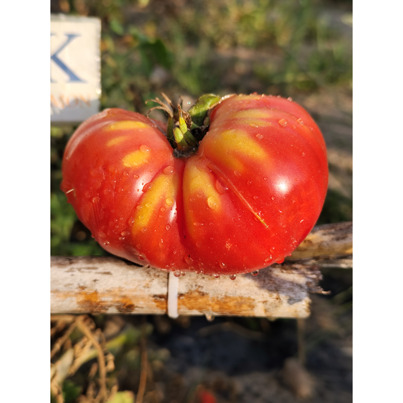 Tomate Hillbily semená - kúpiť online