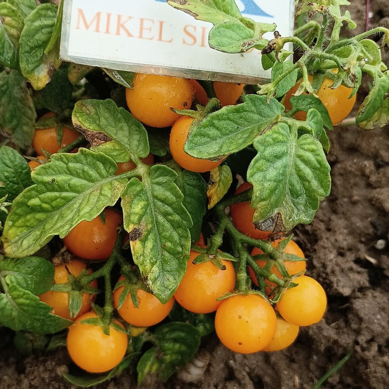 Tomate Venus σπόροι - αγορά online