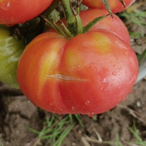 Tomate Ponderosa Rosa семена - купи онлайн