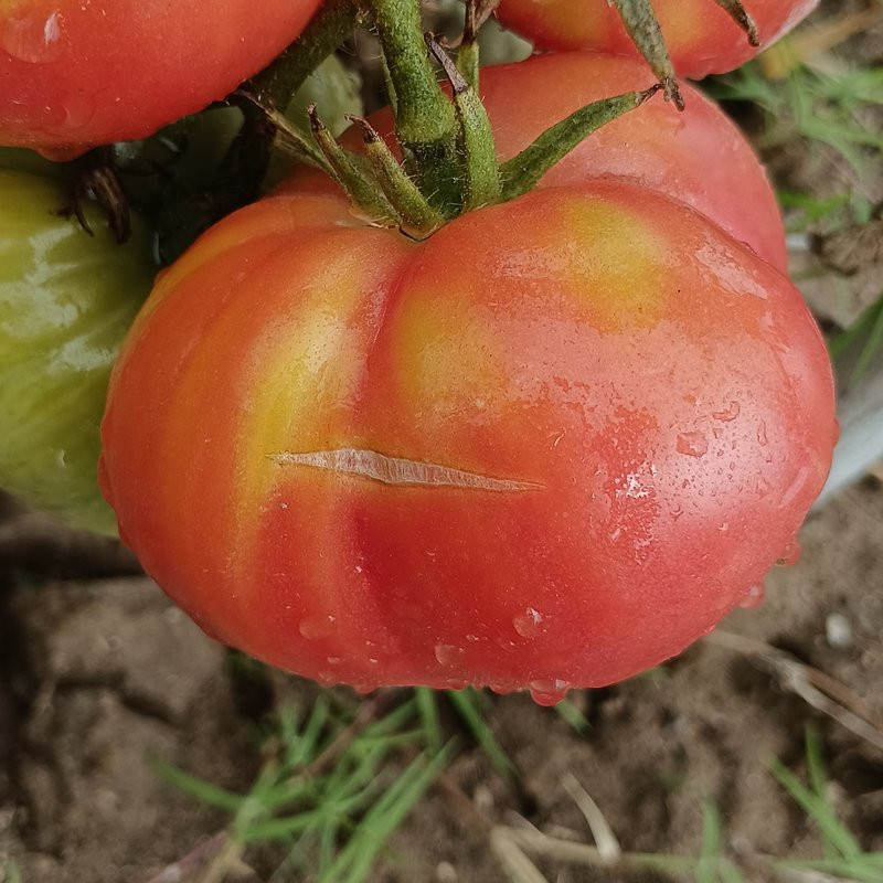 Tomate Ponderosa Rosa semințe - cumpără online