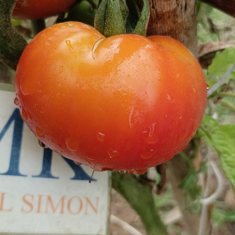 Tomate Marglobe frø - kjøp på nett