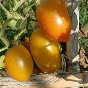 Tomate Chile Verde semena - koupit online