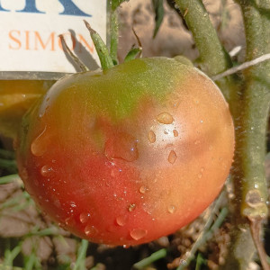 Tomate Russian Black semi - acquista online