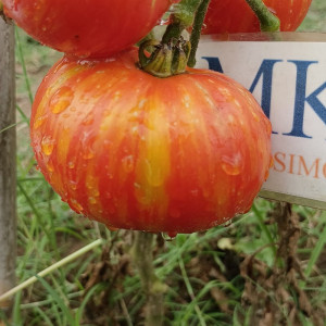 Tomate Tigerella seme - kupite online