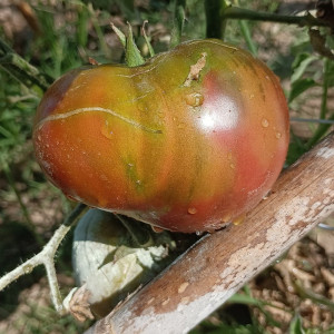 Tomate Hugh's Black semená - kúpiť online