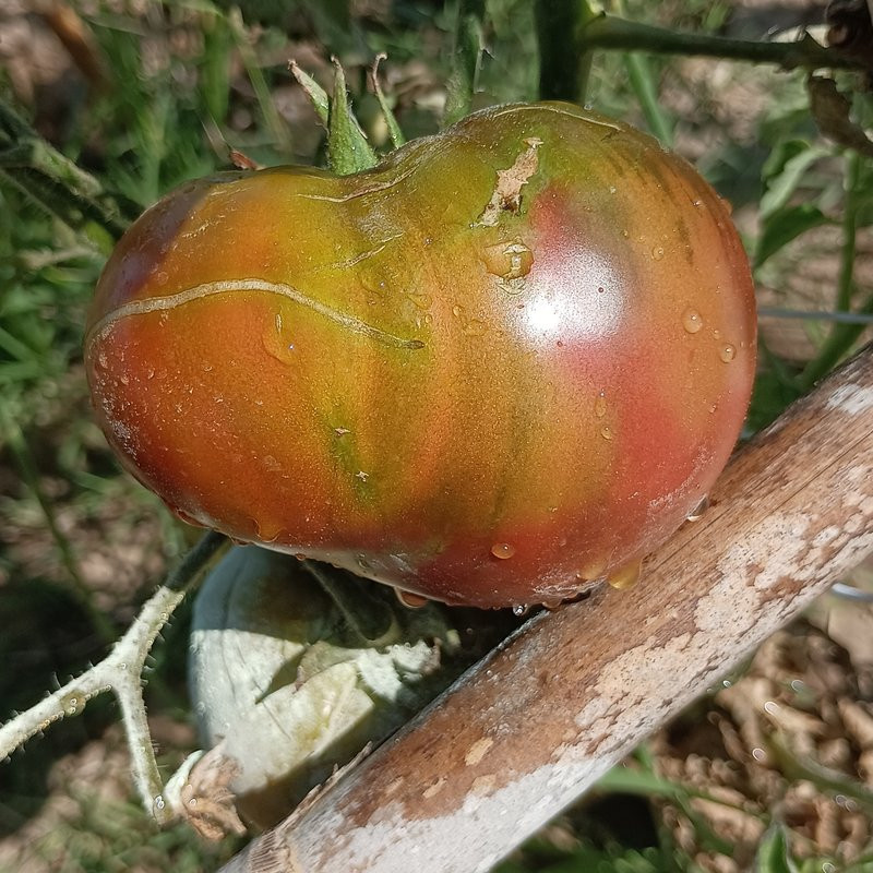 Tomate Hugh's Black frø - køb online