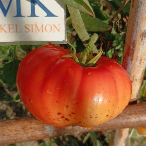 Tomate Pumpkin Escarlata semințe - cumpără online