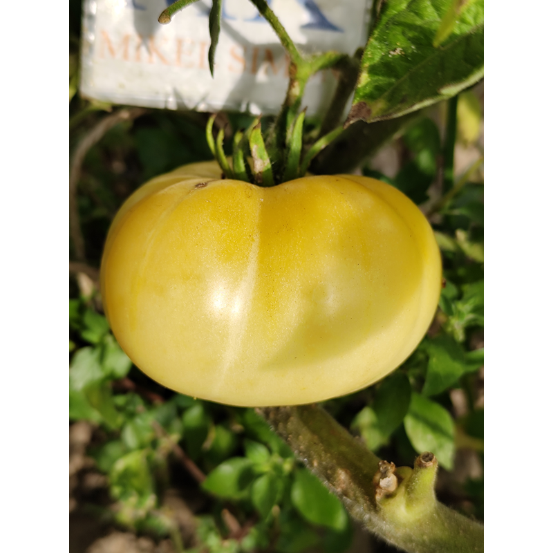 Tomate Phantom of Laos semi - acquista online