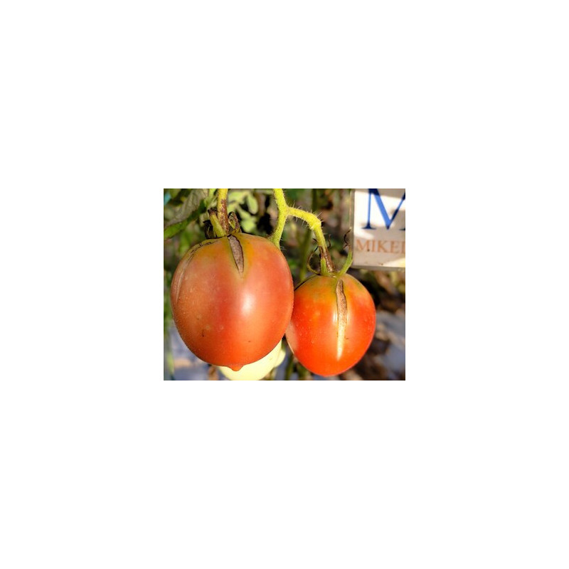 Tomate Barao Tsarskiy siemenet - osta verkosta