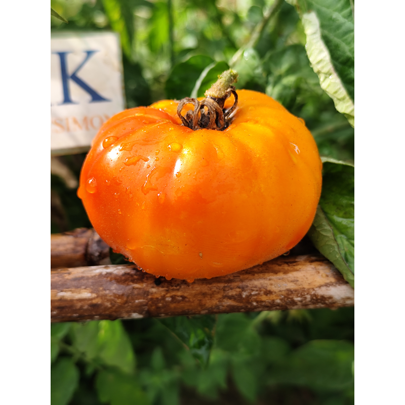 Tomate AUCH sjemenke - kupovina