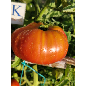 Tomate African Queen, 10 semillas - comprar semillas de tomate