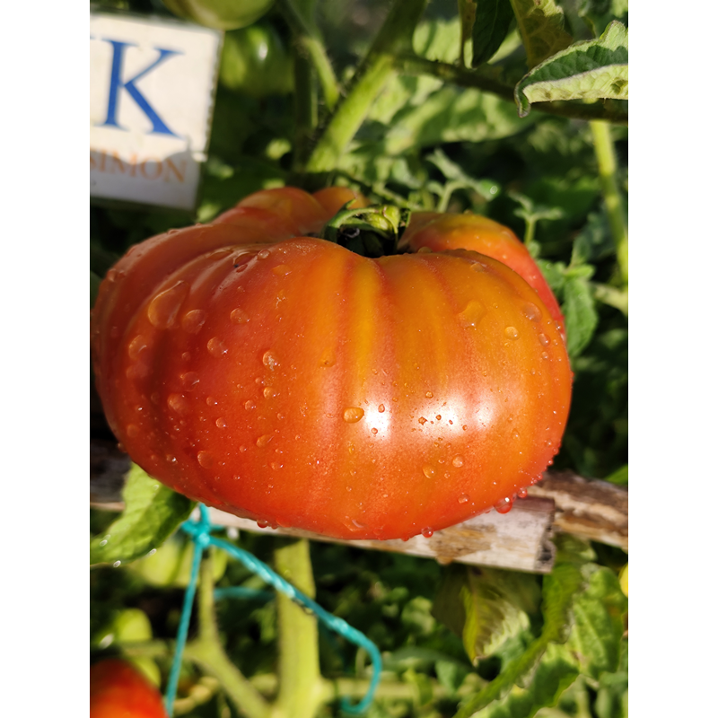 Tomate African Queen seme - kupite online