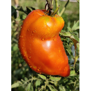 Tomate Hog Heart semená - kúpiť online