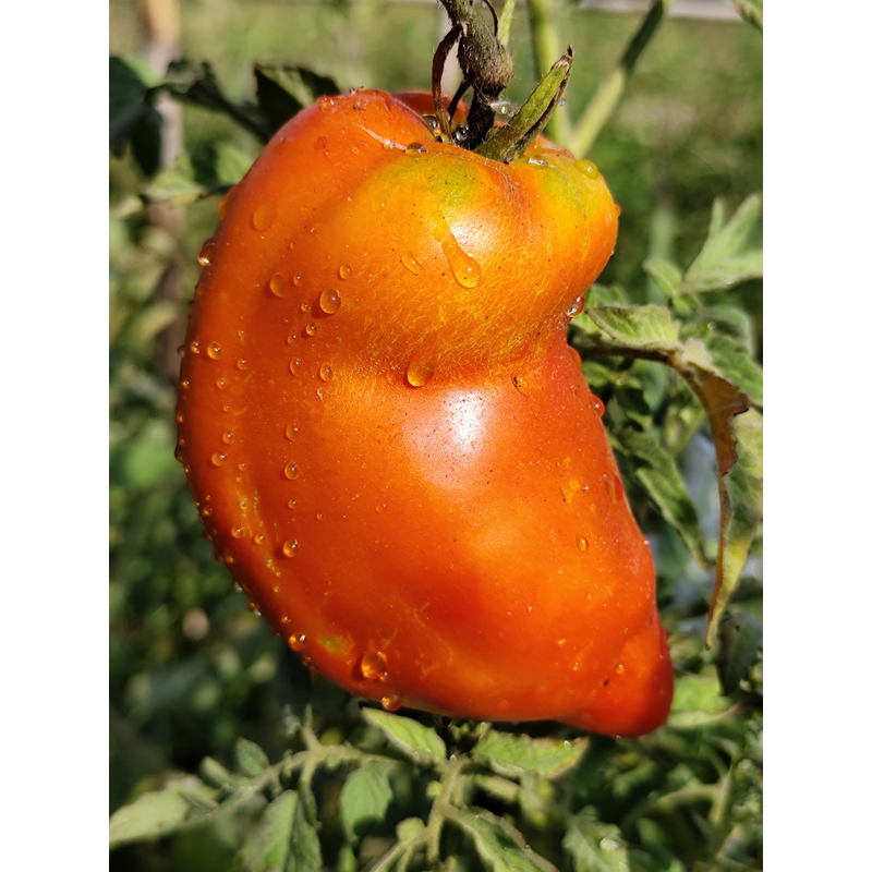 Tomate Hog Heart σπόροι - αγορά online