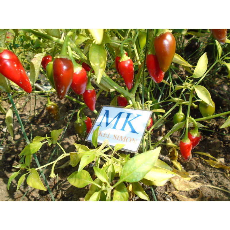 Acheter graines AMACHITO ROSO.graines, cosecha propia