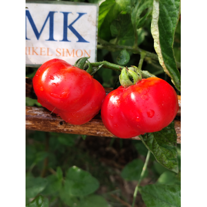 Acheter graines Tomate Criole Quetzaltepeque